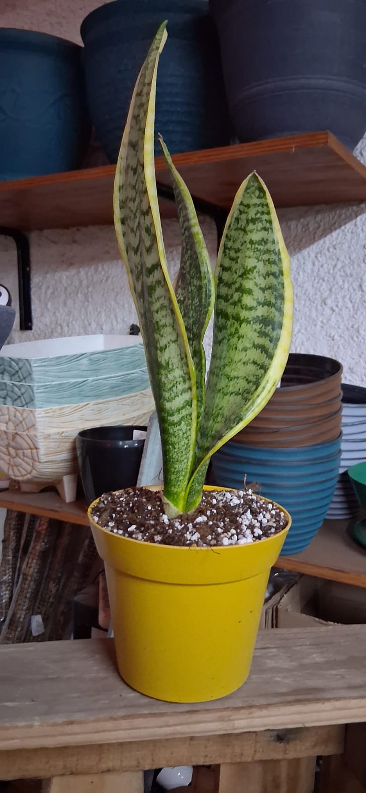 Sansevieria superba