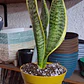 Sansevieria superba - Miniatura 1