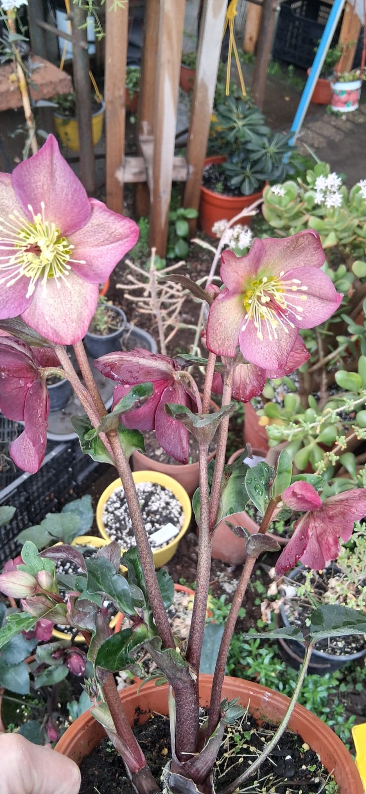 Helleborus
