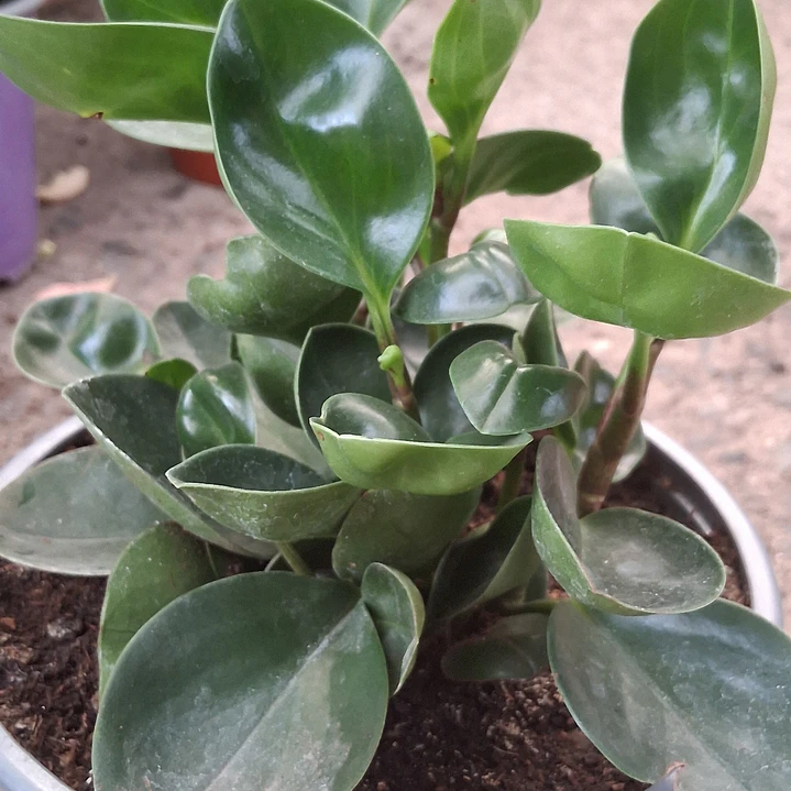 Peperomia obtusifolia 1