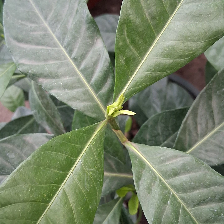 Gardenia o jazmín del cabo 2