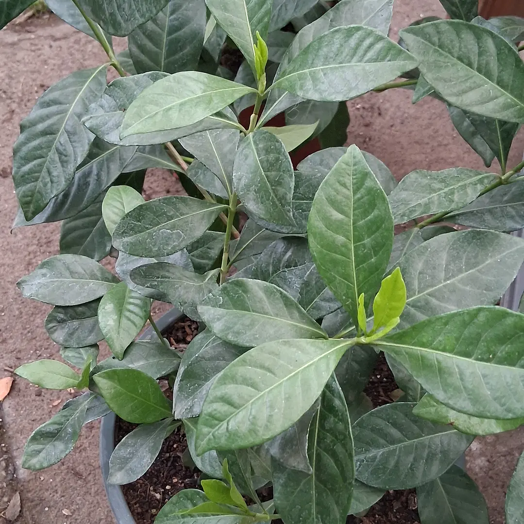 Gardenia o jazmín del cabo 1