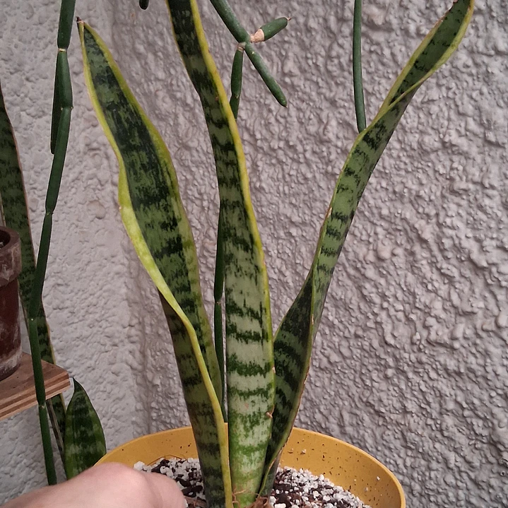 Sansevieria superba 3