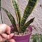 Sansevieria superba - Miniatura 2