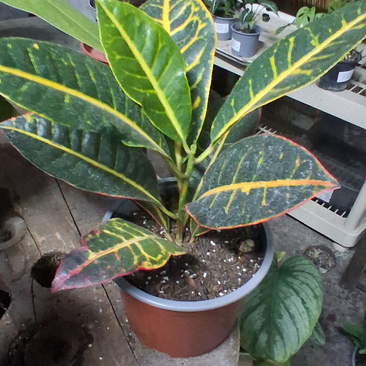 Croton 1