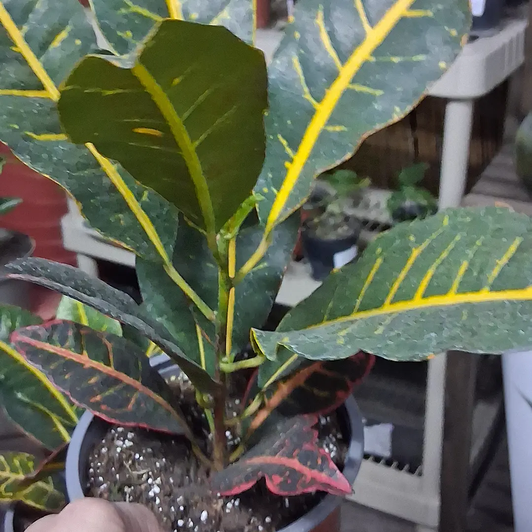 Croton 2