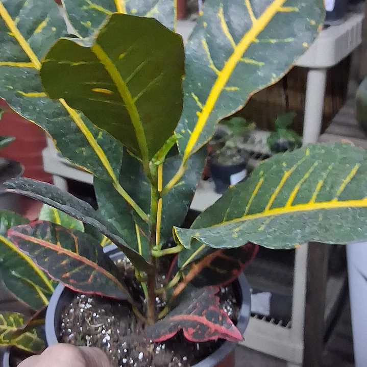 Croton 2