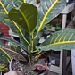 Croton - Miniatura 2