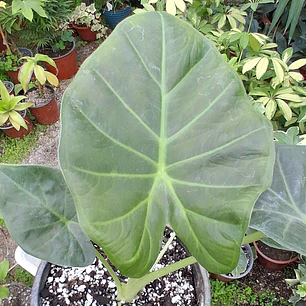 Alocasia Regal Shield