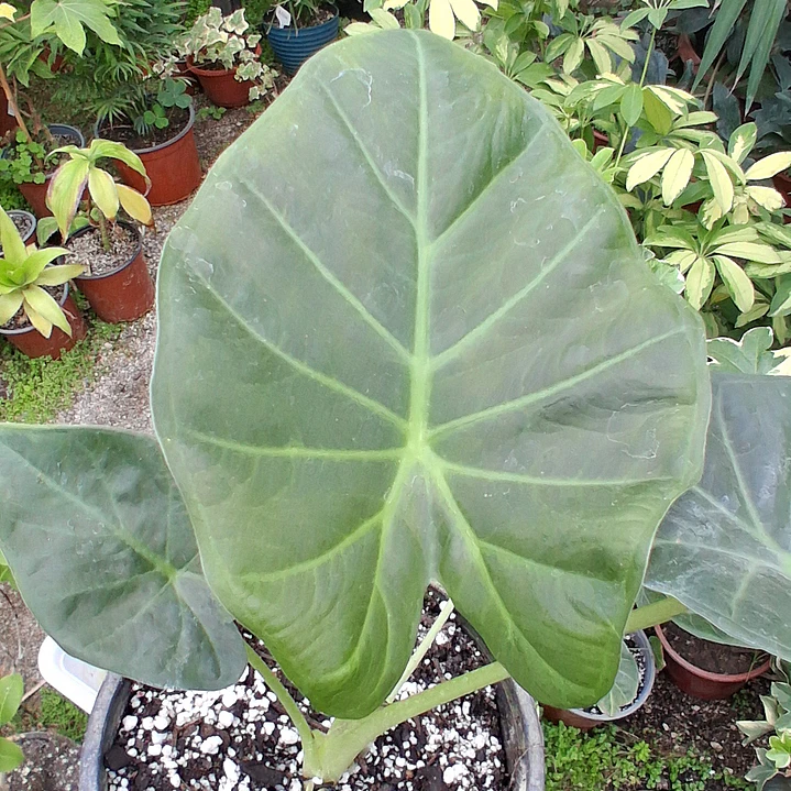 Alocasia Regal Shield 1