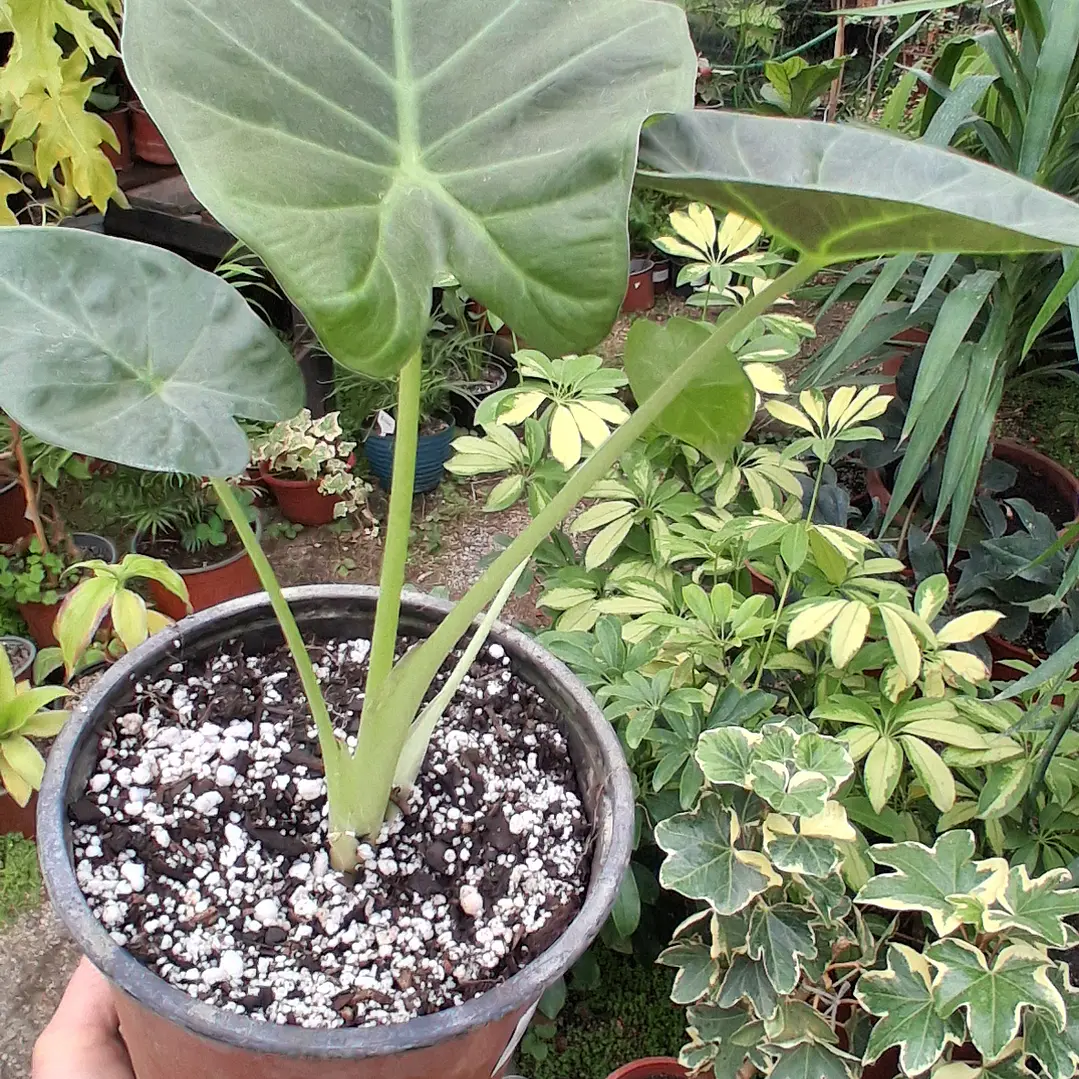 Alocasia Regal Shield 2