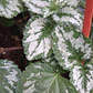 Lamium - Miniatura 2