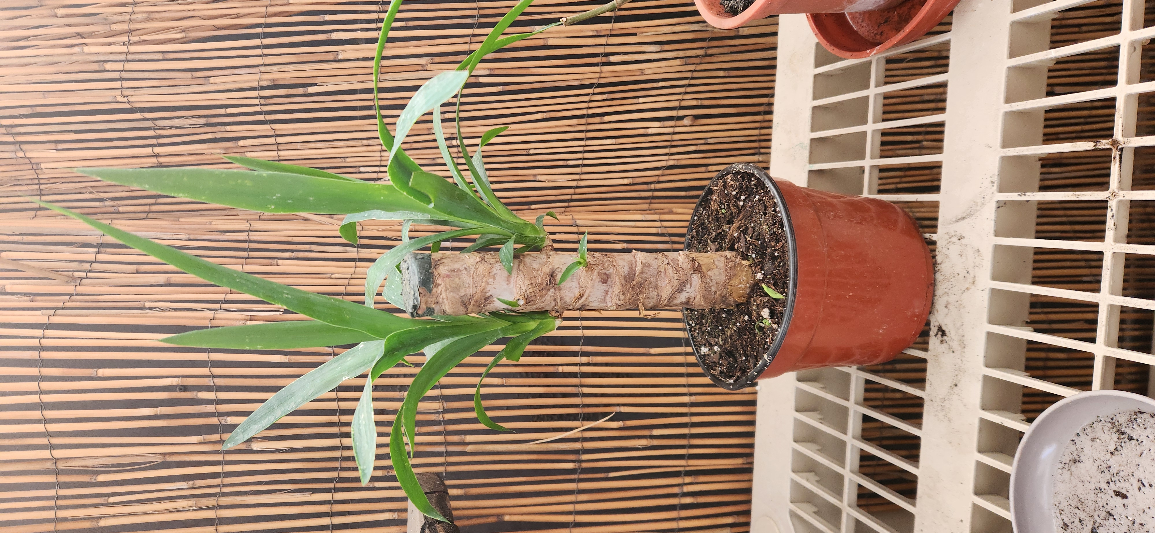 Yucca