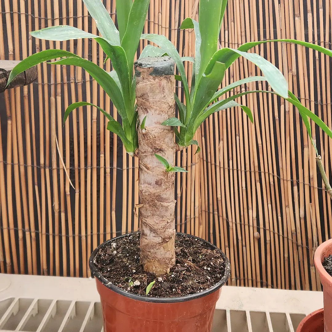 Yucca  1