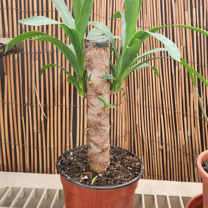 Yucca  1