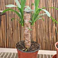 Yucca  - Miniatura 1