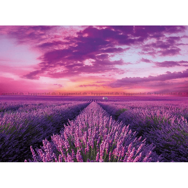 PZL 1000 HQC LAVENDER FIELD