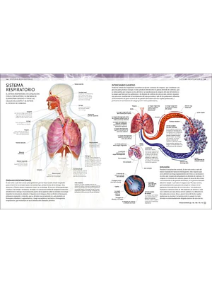 ATLAS DE ANATOMÍA PARA COLOREAR - DK