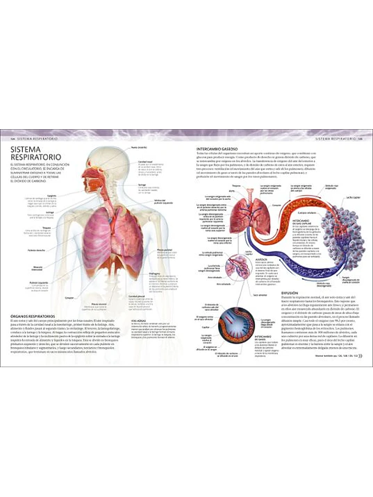 ATLAS DE ANATOMÍA PARA COLOREAR - DK 2