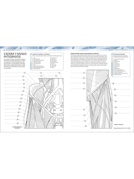 ATLAS DE ANATOMÍA PARA COLOREAR - DK 3