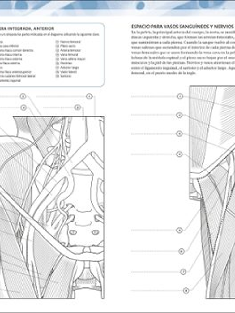 ATLAS DE ANATOMÍA PARA COLOREAR - DK 3