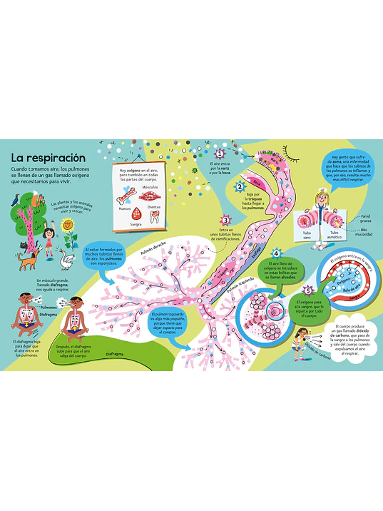 EL GRAN LIBRO DEL CUERPO HUMANO - USBORNE (LOG) 3