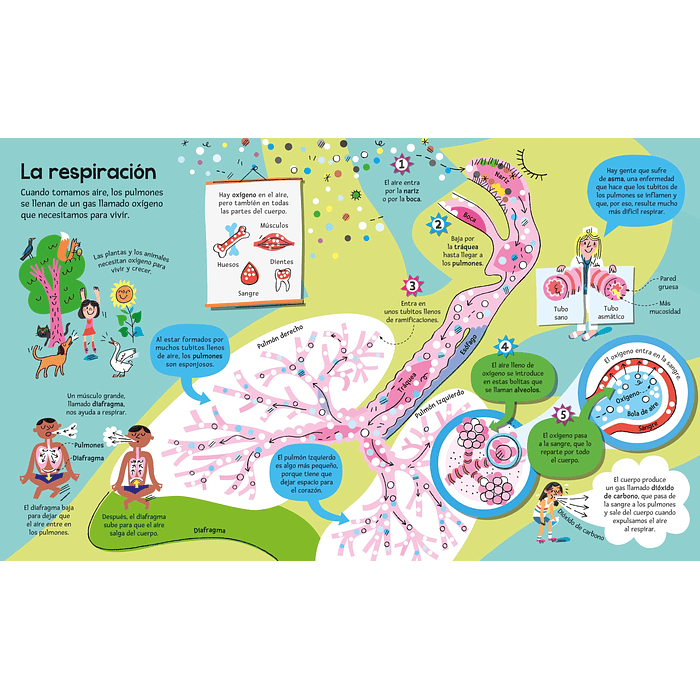 EL GRAN LIBRO DEL CUERPO HUMANO - USBORNE (LOG) 3