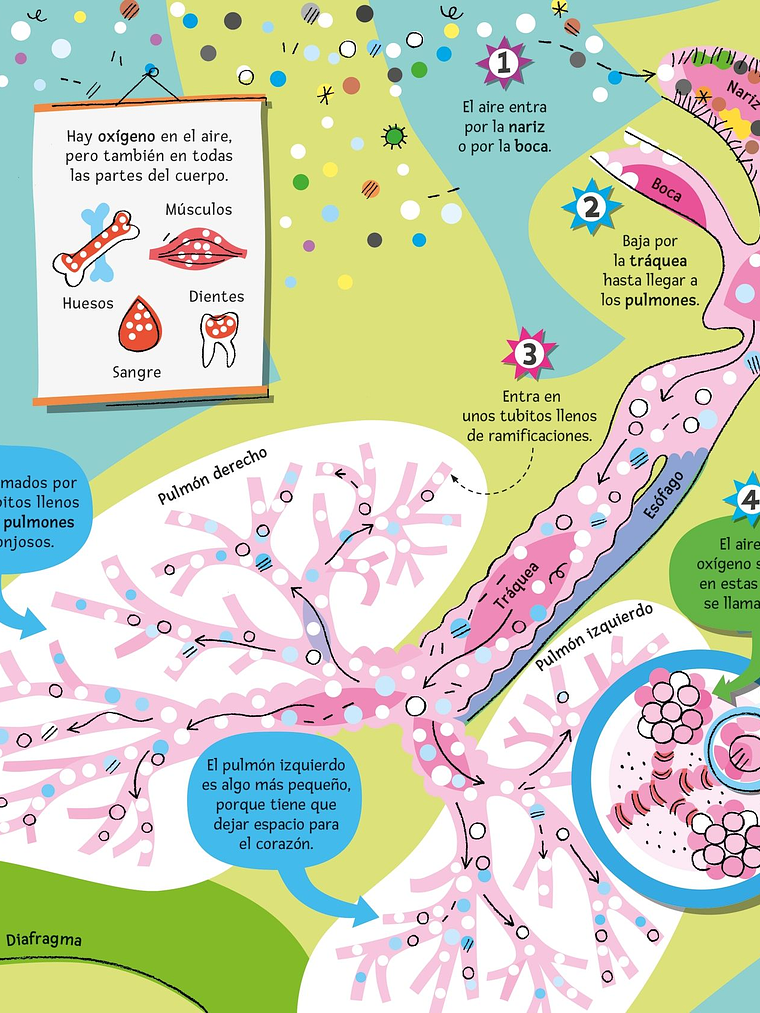 EL GRAN LIBRO DEL CUERPO HUMANO - USBORNE (LOG) 3