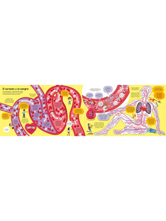 EL GRAN LIBRO DEL CUERPO HUMANO - USBORNE (LOG) 4
