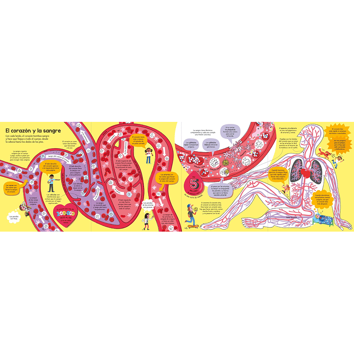 EL GRAN LIBRO DEL CUERPO HUMANO - USBORNE (LOG) 4