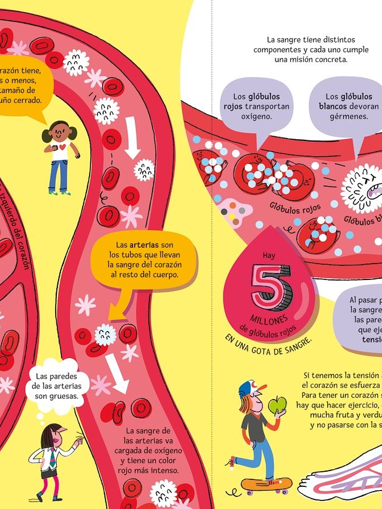 EL GRAN LIBRO DEL CUERPO HUMANO - USBORNE (LOG) 4