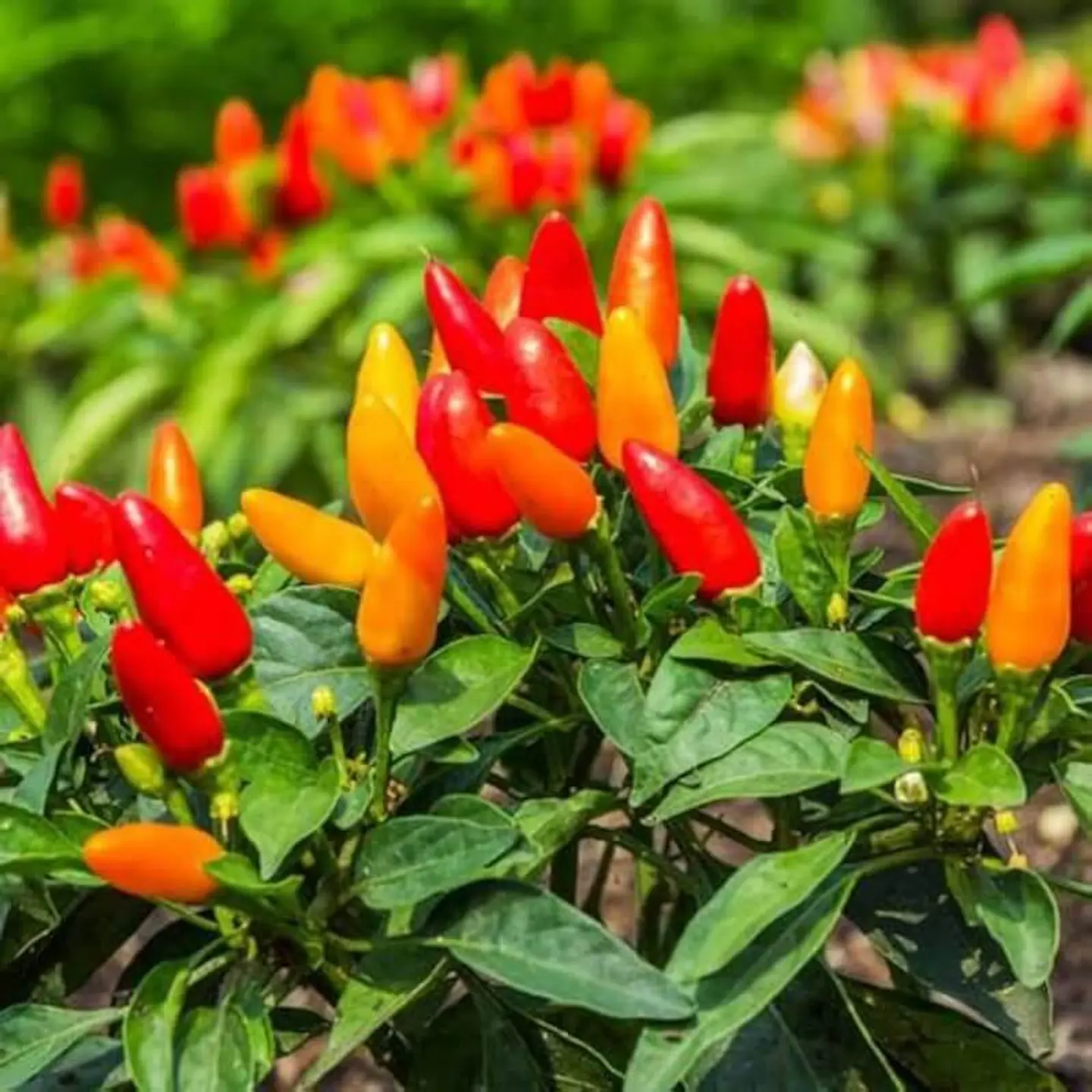 Semillas de Flores - Más de 70 Variedades  3