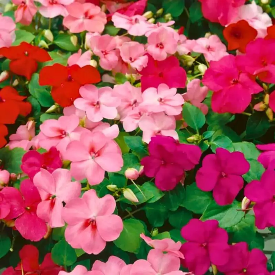 Semillas de Flores - Más de 70 Variedades  1