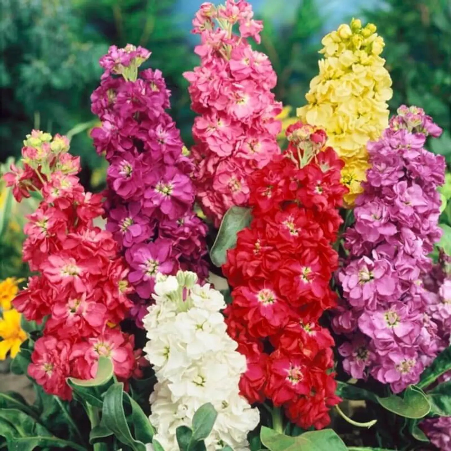 Semillas de Flores - Más de 70 Variedades  4