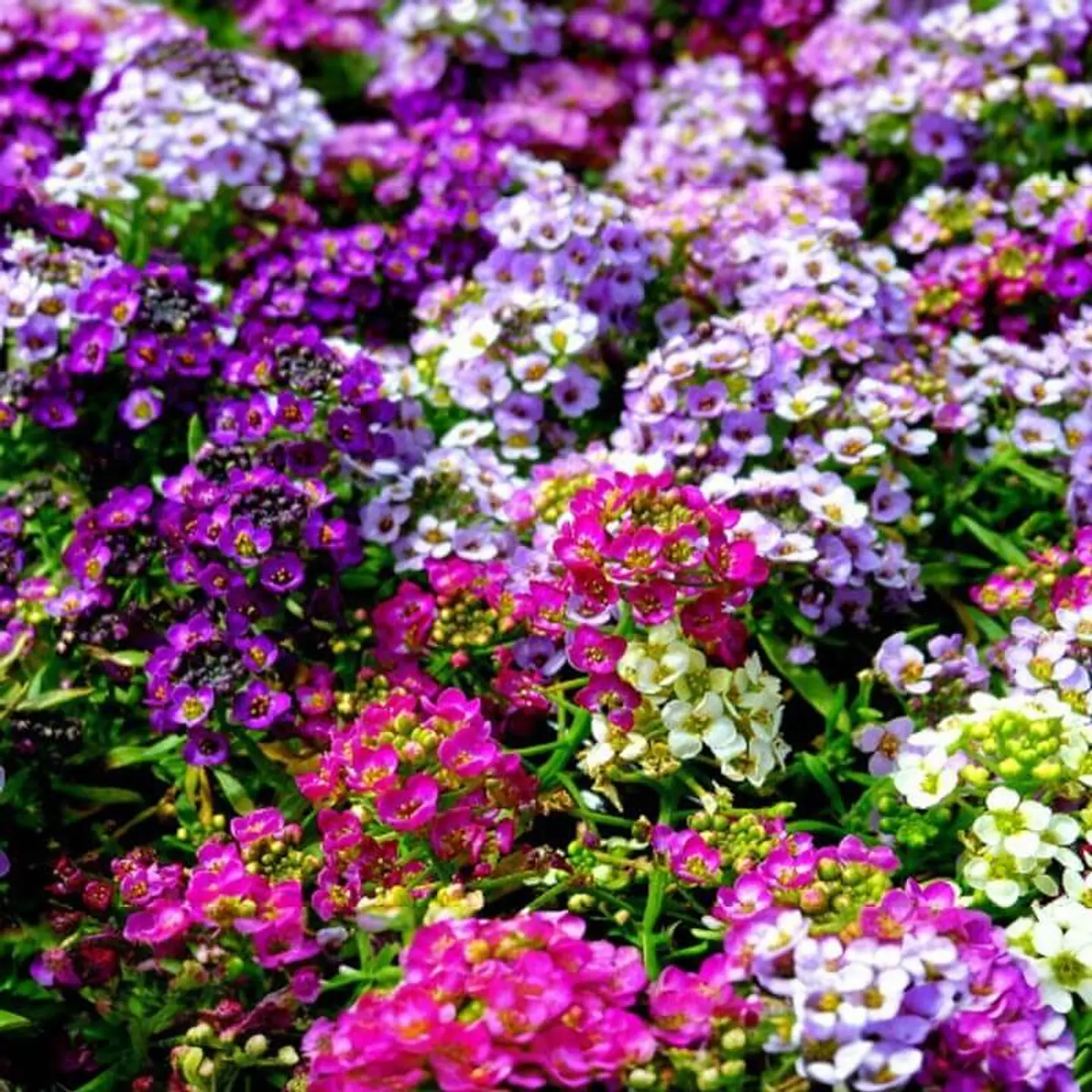 Semillas de Flores - Más de 70 Variedades  5