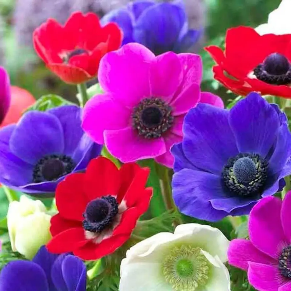 Semillas de Flores - Más de 70 Variedades  7