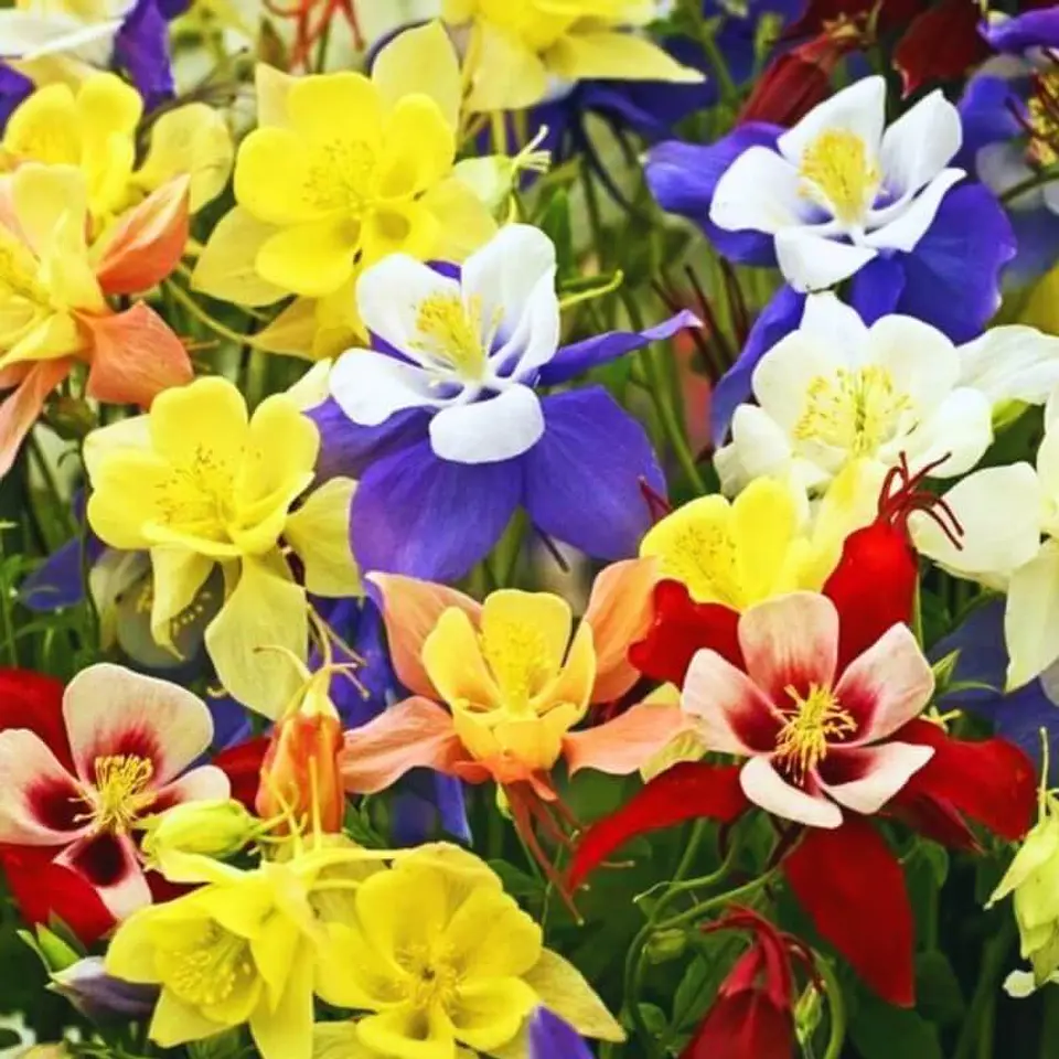 Semillas de Flores - Más de 70 Variedades  8