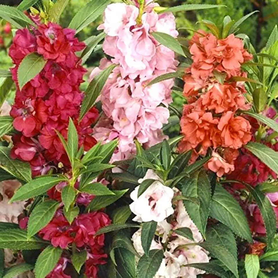Semillas de Flores - Más de 70 Variedades  9