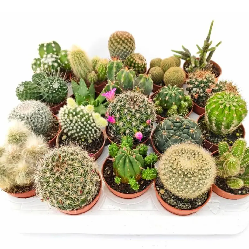 Semillas de Flores - Más de 70 Variedades  10