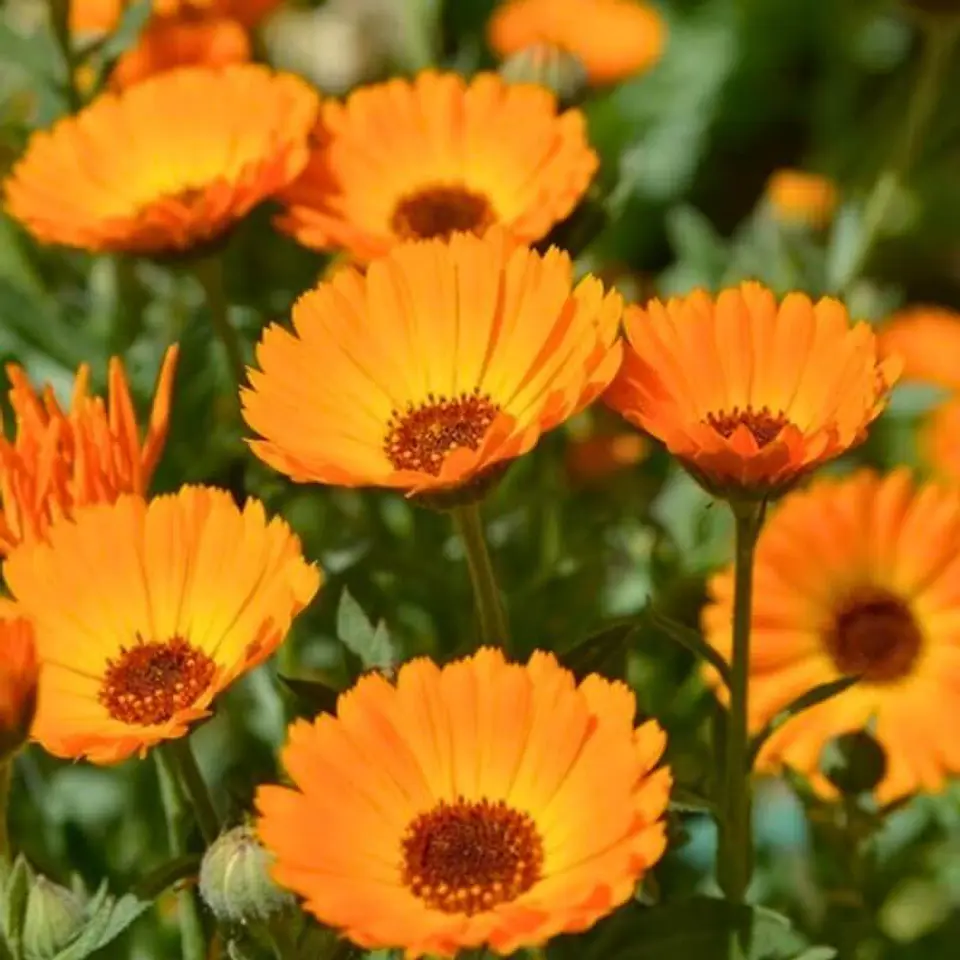 Semillas de Flores - Más de 70 Variedades  11