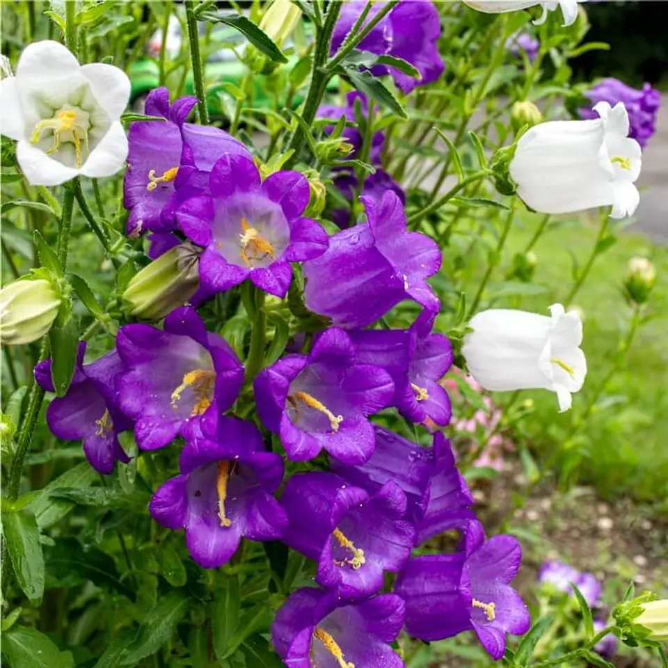 Semillas de Flores - Más de 70 Variedades  12