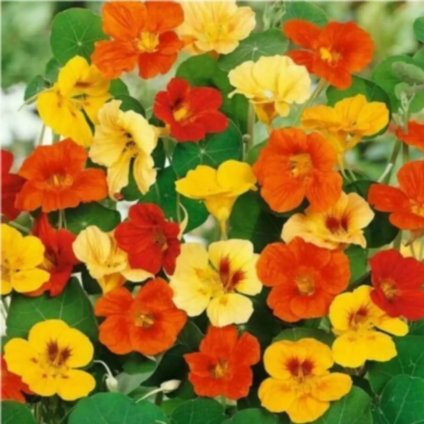 Semillas de Flores - Más de 70 Variedades  13