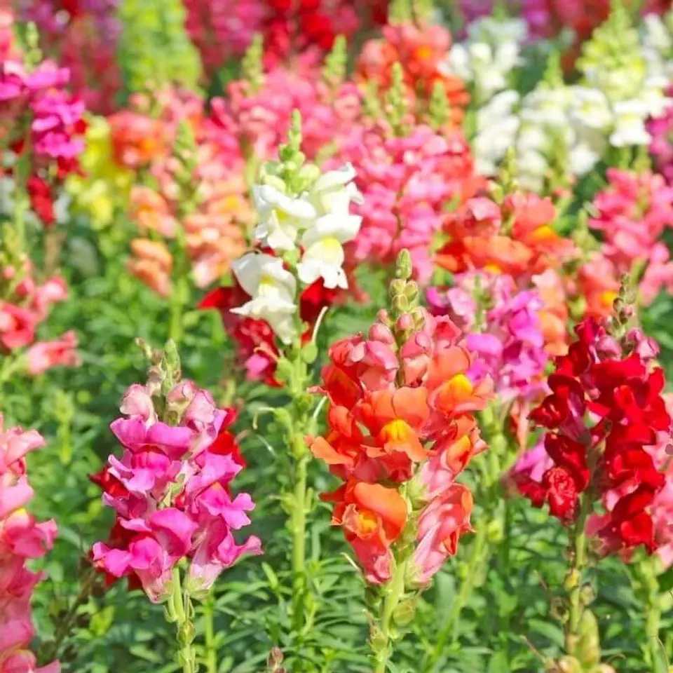 Semillas de Flores - Más de 70 Variedades  14