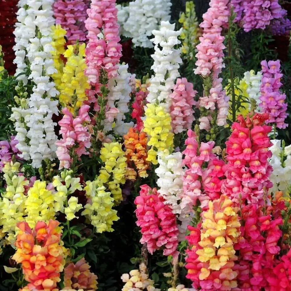 Semillas de Flores - Más de 70 Variedades  15