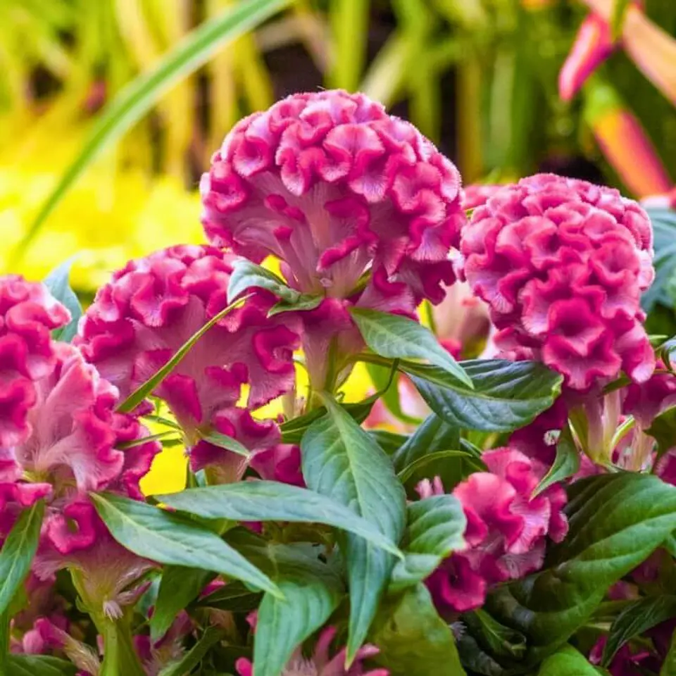 Semillas de Flores - Más de 70 Variedades  16