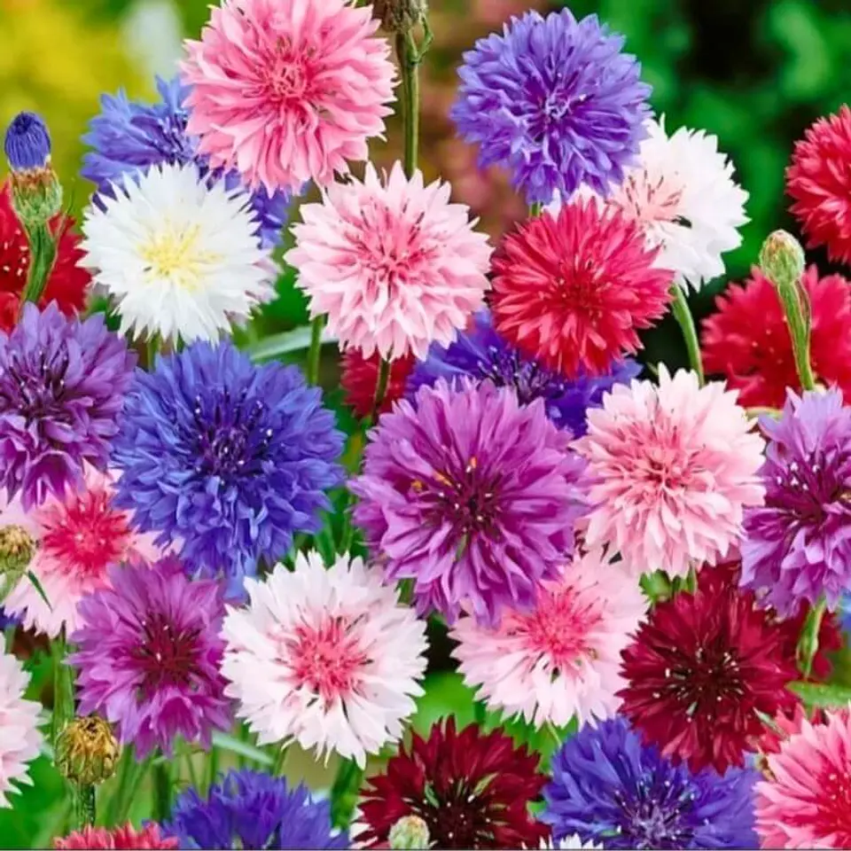 Semillas de Flores - Más de 70 Variedades  17