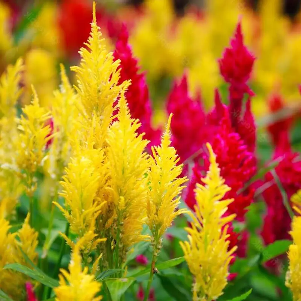 Semillas de Flores - Más de 70 Variedades  18