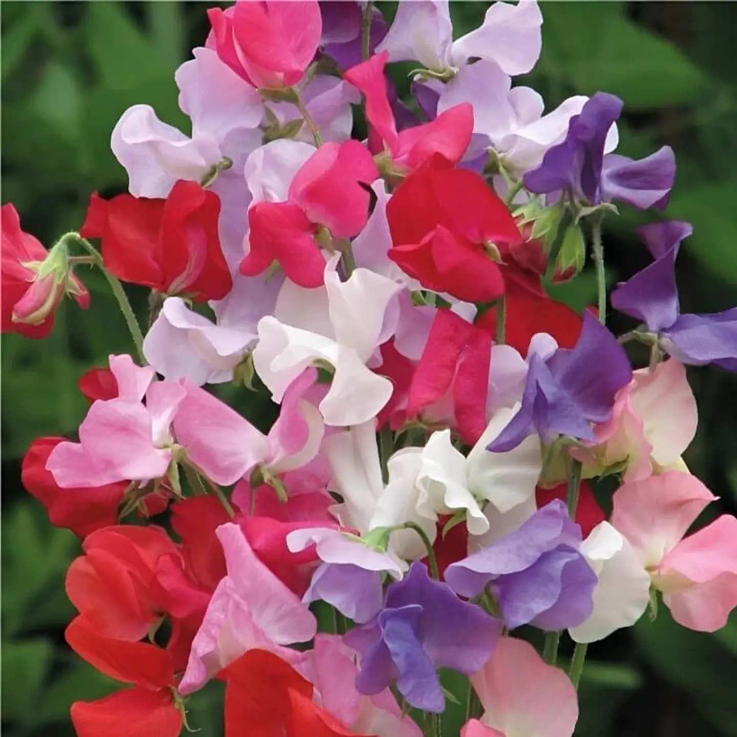 Semillas de Flores - Más de 70 Variedades  19