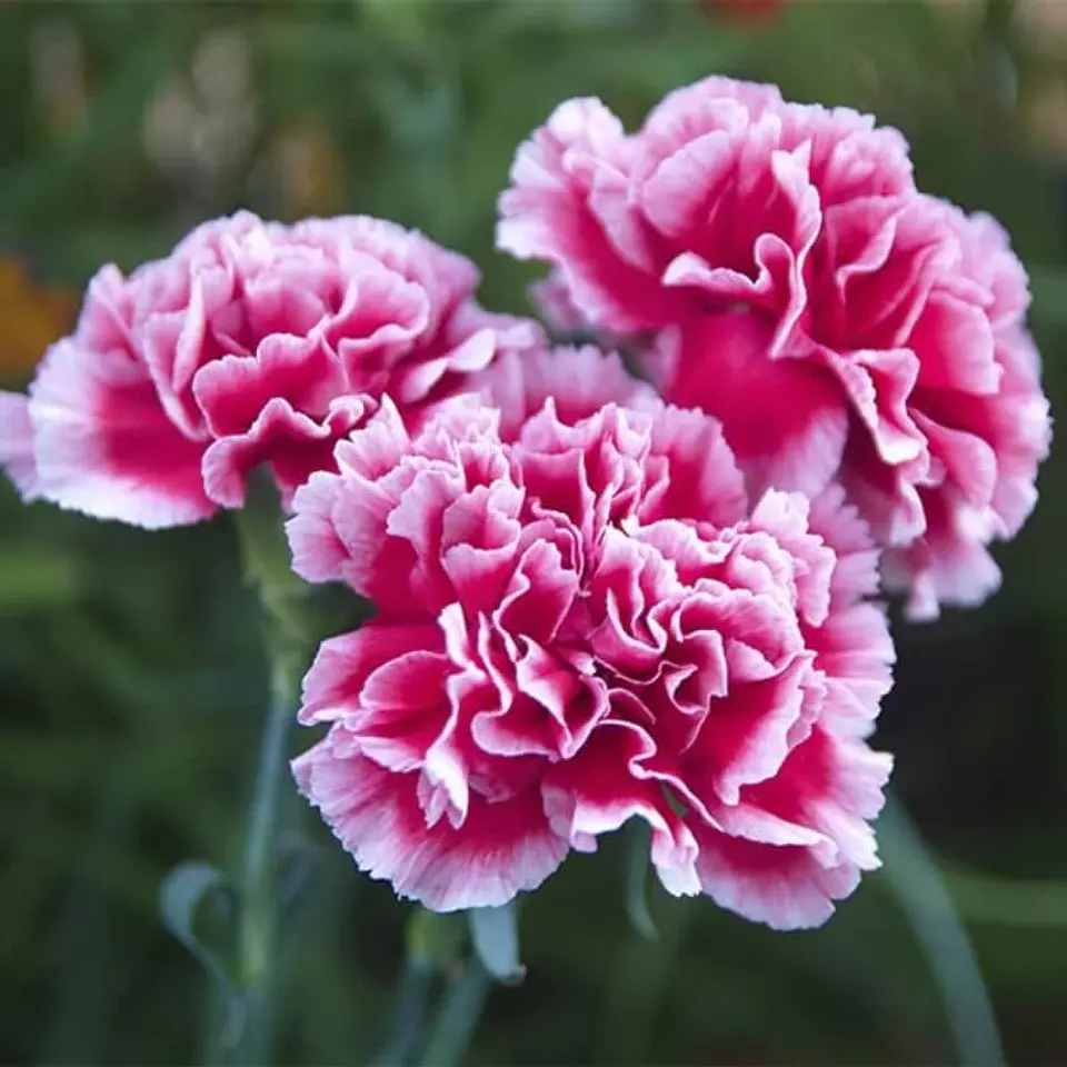 Semillas de Flores - Más de 70 Variedades  20