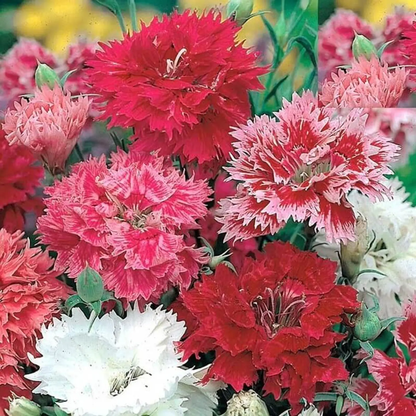 Semillas de Flores - Más de 70 Variedades  21
